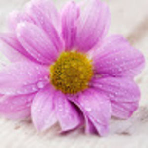 Meet your Posher, Ava